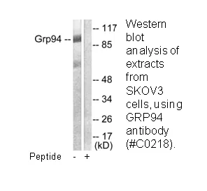 GRP94 Antibody - image 3