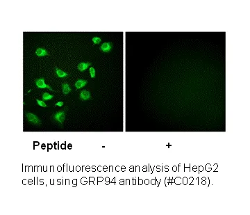 GRP94 Antibody - image 1