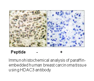 HDAC3 Antibody - image 2