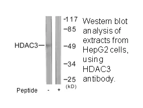 HDAC3 Antibody - image 3