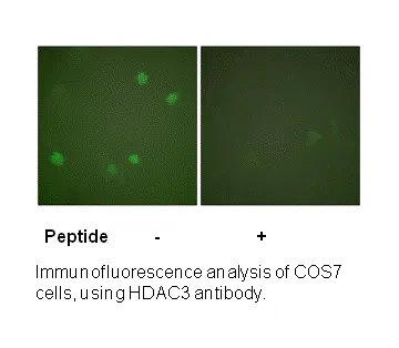 HDAC3 Antibody - image 1