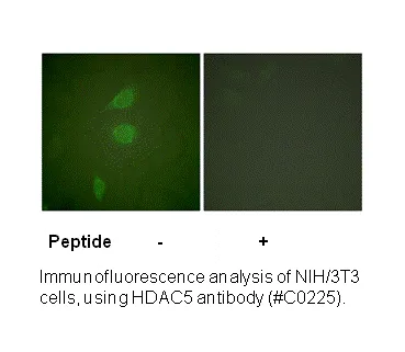 HDAC5 Antibody - image 1