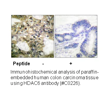 HDAC6 Antibody - image 1