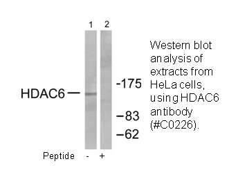 HDAC6 Antibody - image 2