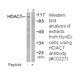HDAC7 Antibody - image 1