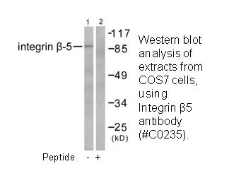 Integrin β5 Antibody - image 1