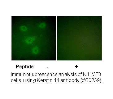 Keratin 14 Antibody - image 2