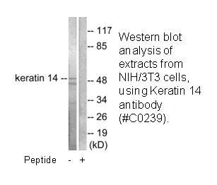 Keratin 14 Antibody - image 1