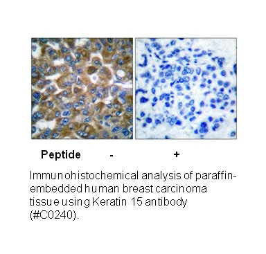 Keratin 15 Antibody - image 1