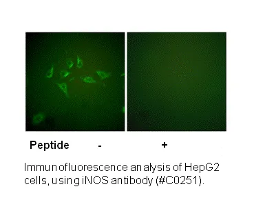 INOS Antibody - image 2