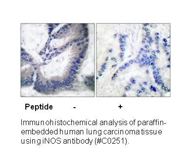 INOS Antibody - image 3