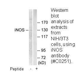INOS Antibody - image 1