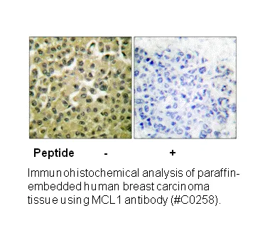 MCL1 Antibody - image 1