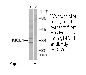 MCL1 Antibody - image 2