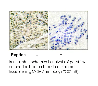 MCM2 Antibody - image 2