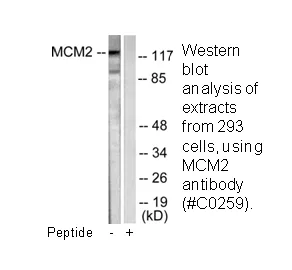 MCM2 Antibody - image 3