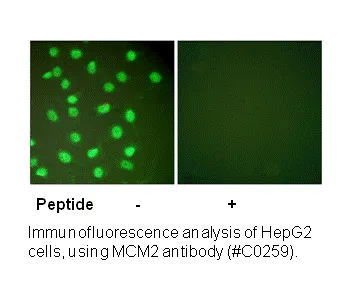 MCM2 Antibody - image 1