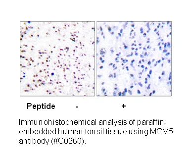 MCM5 Antibody - image 2