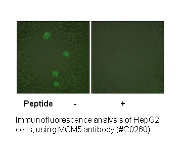 MCM5 Antibody - image 3
