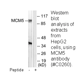 MCM5 Antibody - image 1