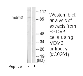 MDM2 Antibody - image 2