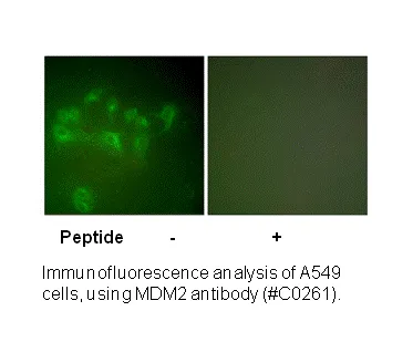 MDM2 Antibody - image 3