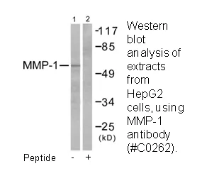 MMP-1 Antibody - image 1