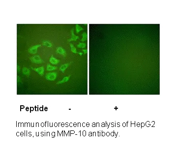 MMP-10 Antibody - image 1