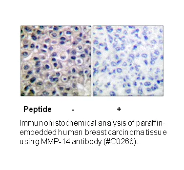 MMP-14 Antibody - image 2