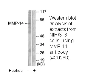 MMP-14 Antibody - image 1