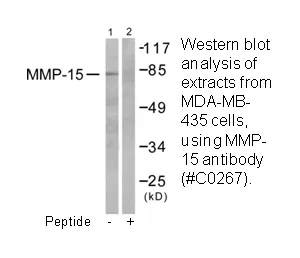 MMP-15 Antibody - image 1
