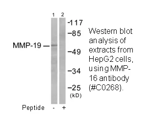 MMP-16 Antibody - image 2