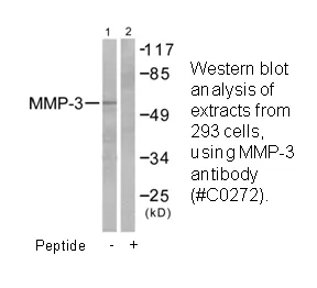 MMP-3 Antibody - image 1