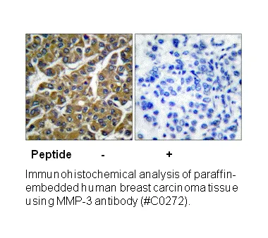 MMP-3 Antibody - image 2