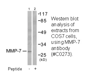 MMP-7 Antibody - image 2