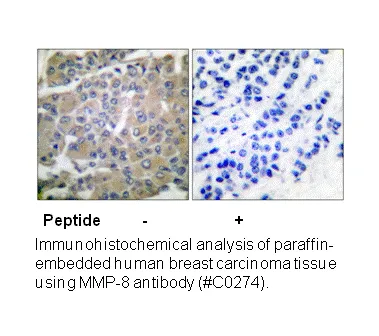 MMP-8 Antibody - image 1