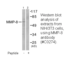 MMP-8 Antibody - image 2