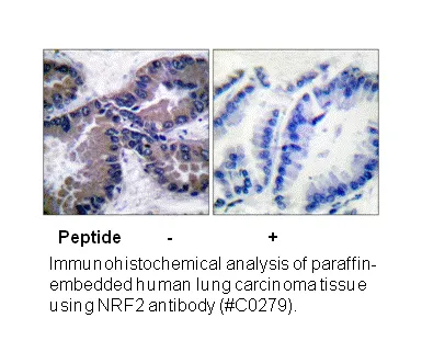 Nrf2 Antibody - image 2