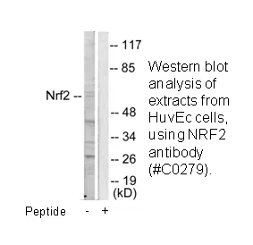 Nrf2 Antibody - image 3
