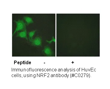 Nrf2 Antibody - image 1