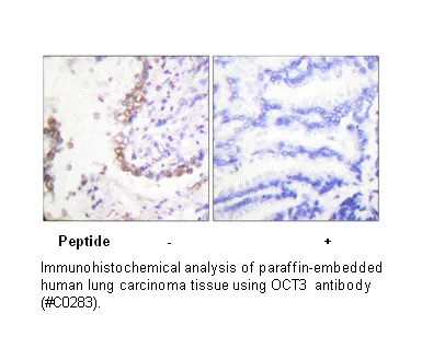 OCT3 Antibody - image 2