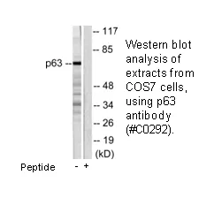 P63 Antibody - image 2