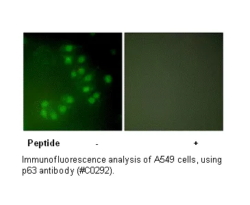 P63 Antibody - image 1