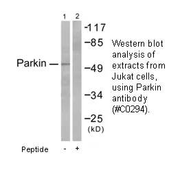 Parkin Antibody - image 2