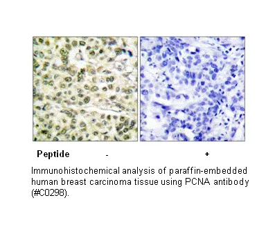 PCNA Antibody - image 1