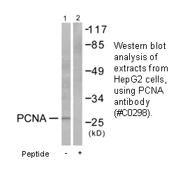 PCNA Antibody - image 2