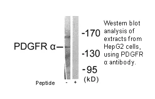 PDGFR α Antibody - image 3