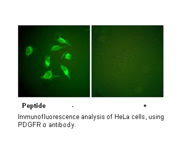 PDGFR α Antibody - image 1