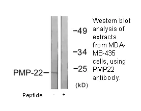 PMP22 Antibody - image 1
