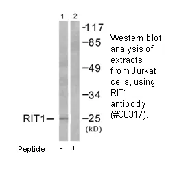 RIT1 Antibody - image 1